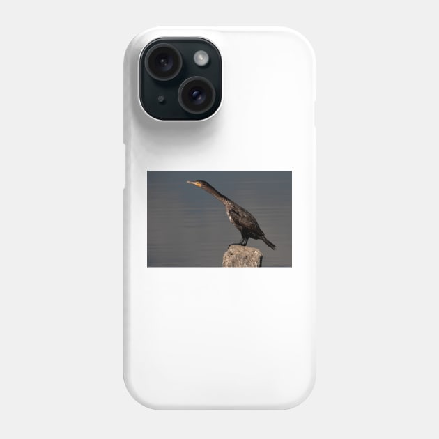 Double-crested Cormorant Phone Case by Jim Cumming