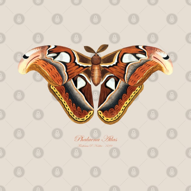 Moth - Atlas Moth, Phalaena Atlas, Attacus Atlas by SPJE Illustration Photography