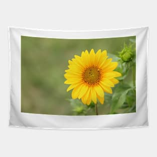 Sunflower, nature photography, single flower Tapestry