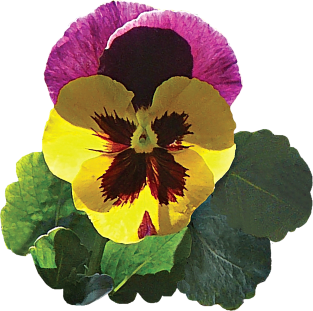 Purple and Yellow Pansy Magnet