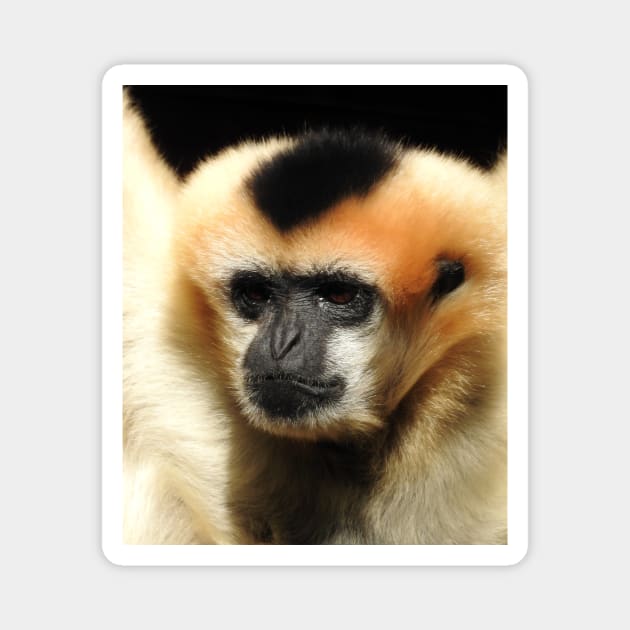 White-cheeked gibbon Magnet by kirstybush