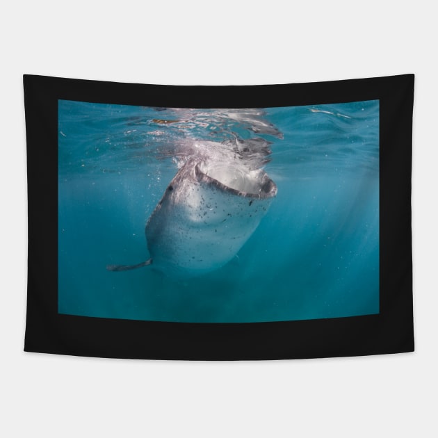 Whale shark feeding surface Tapestry by SCUBAddict