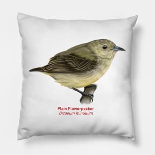 Plain Flowerpecker | Dicaeum minullum Pillow