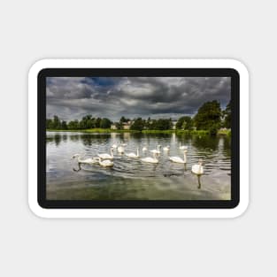 Mute Swans on Carlingwark Loch Photograph Castle Douglas Dumfries and Galloway Magnet