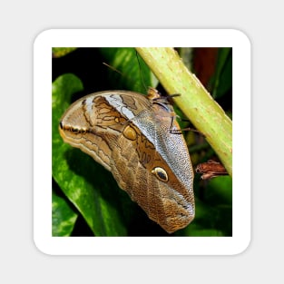 Mournful Brown Owl Butterfly showing his beautiful patterns on its wings Magnet