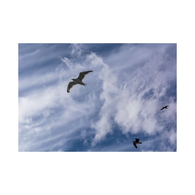 Three seagulls flying in the blue cloudy sky by lena-maximova