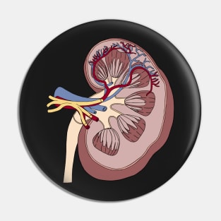 Kidney anatomy Pin