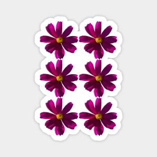 Six Dark Pink Cosmos Flower Pattern Magnet