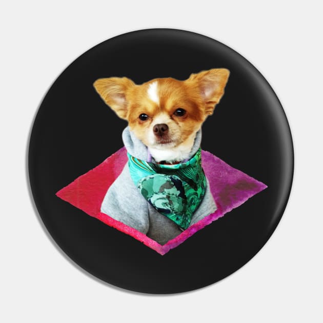 chihuahua EFE the stylist Pin by SIM1