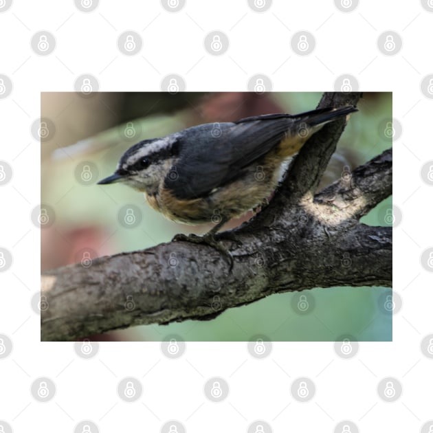 White Breasted Nuthatch. by CanadianWild418