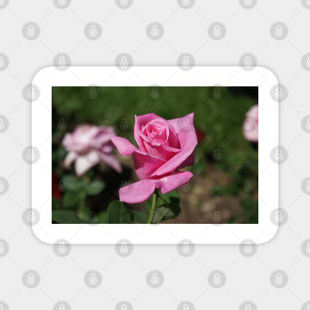 A new rose Magnet by pcfyi