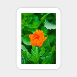 elb marigold Magnet