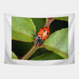 Hippodamia convergens (convergent lady beetle) Tapestry