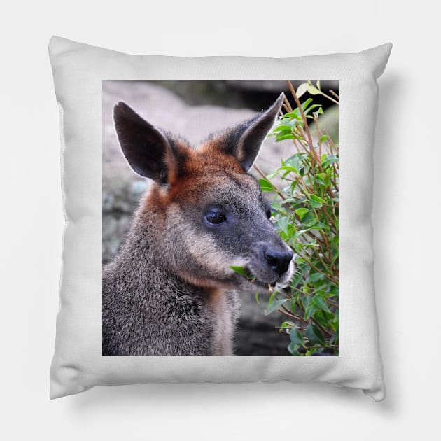 Swamp Wallaby Pillow by kirstybush
