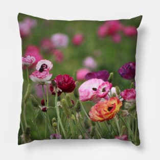 Jelly Bean Colored Ranunculus Pillow