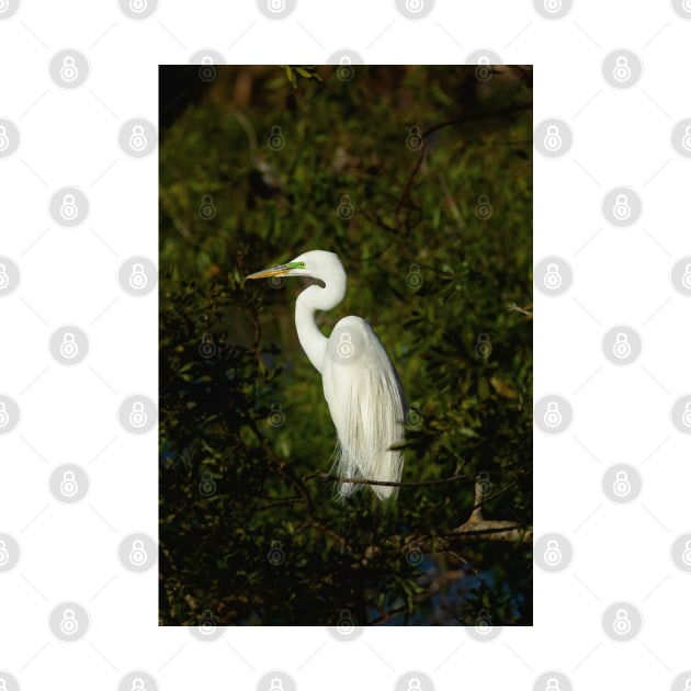 Great Egret by irishmurr