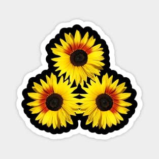 sunflowers sunflower blooms flowers petals floral Magnet