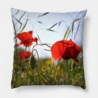 Yorkshire Poppy's Pillow