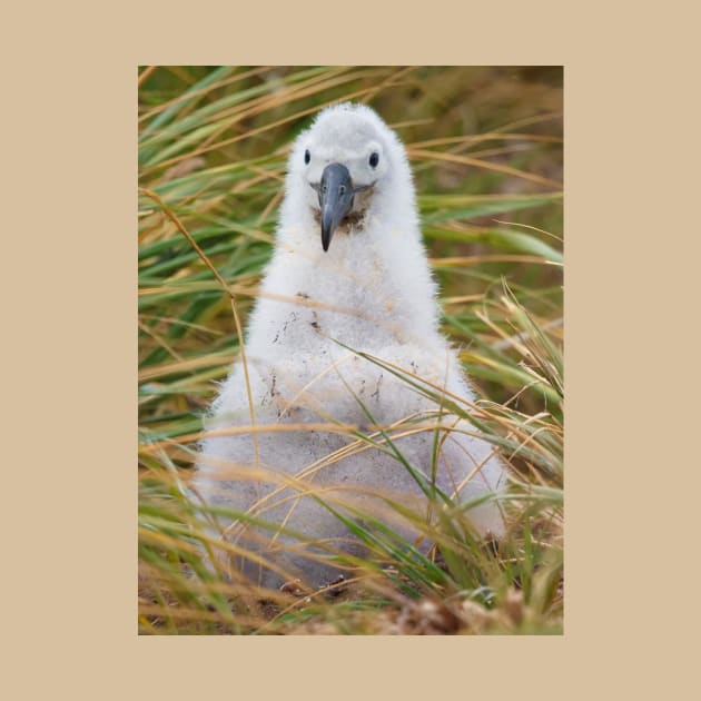 BABY BIRD ON A NEST by NATURE WILD