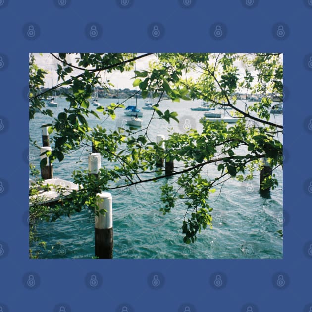 Harbour Haven: Sydney Dock Through Tree Branches Film Photo by HFGJewels