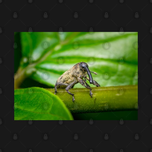 A true weevil, also known as snout beetle (Curculionidae) by AvonPerception