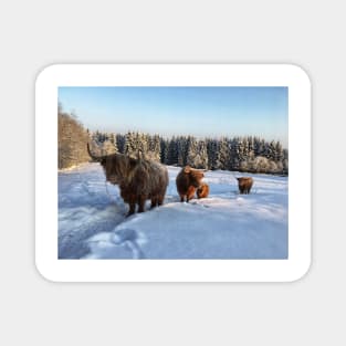 Scottish Highland Cattle Cows and Calf 1650 Magnet