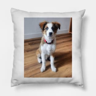 Charly Australian Shepherd Mix Pillow