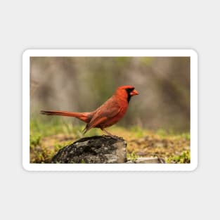 Male Northern Cardinal Magnet