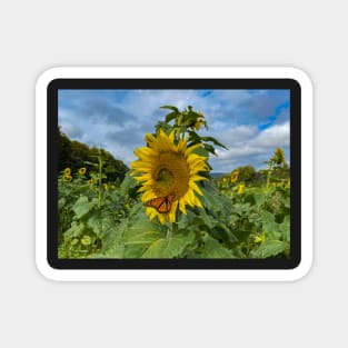 Orange Butterfly and Sunflower Magnet