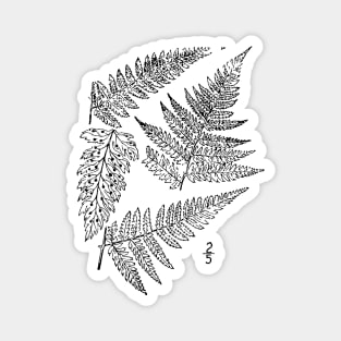 Botanical Scientific Illustration Black and White Fern Magnet