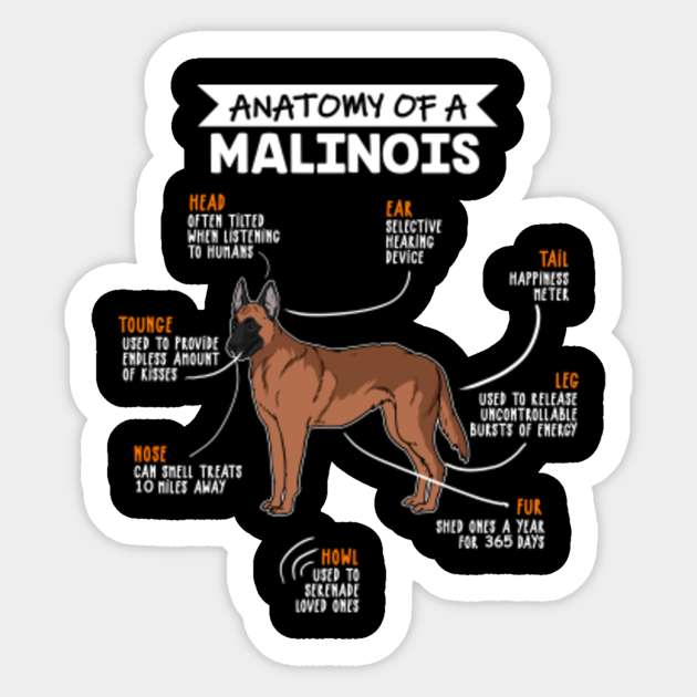 Anatomy Of A Malinois Funny Dog Owner Gift - Puppy - Sticker