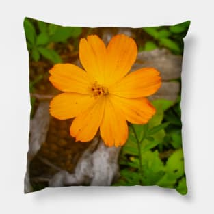 Sulfur Cosmos Pillow