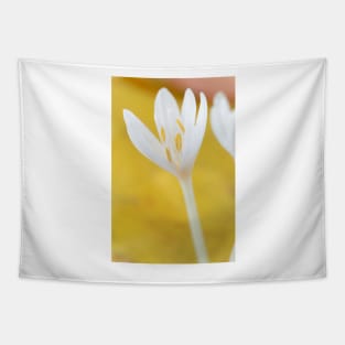 Colchicum autumnale  &amp;#39;Album&amp;#39;  Autumn crocus  Naked ladies Tapestry