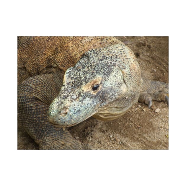 Komodo Dragon by kirstybush