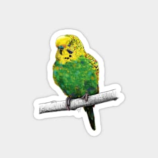 Budgie baby Magnet