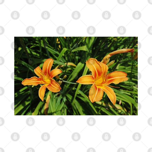 Two Orange Lilies by jojobob