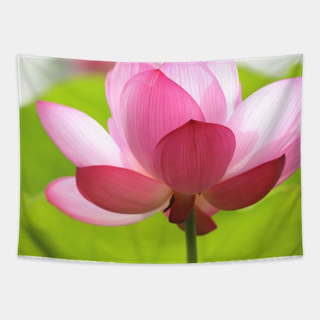 Pink Lotus Flower Tapestry by NewburyBoutique