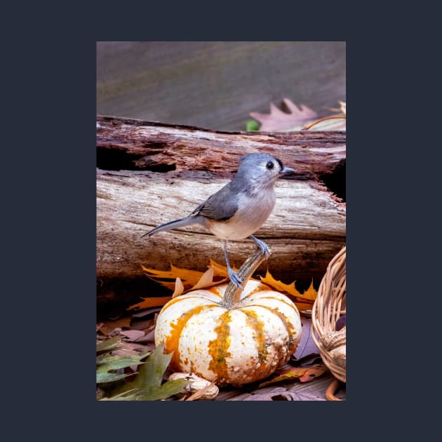 Little bird on a tiny pumpkin by iyd39