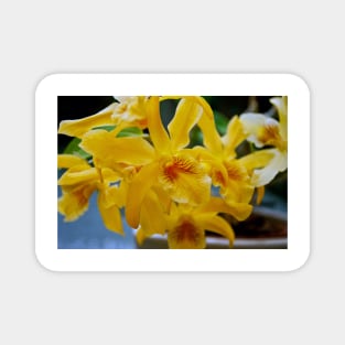 Yellow Orchid Flower Flowering Plant Magnet