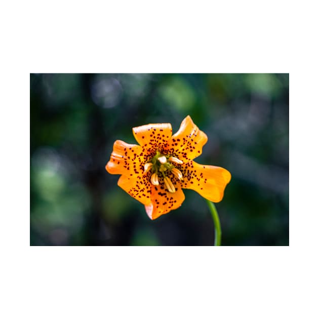 Tiger lily flower by blossomcophoto