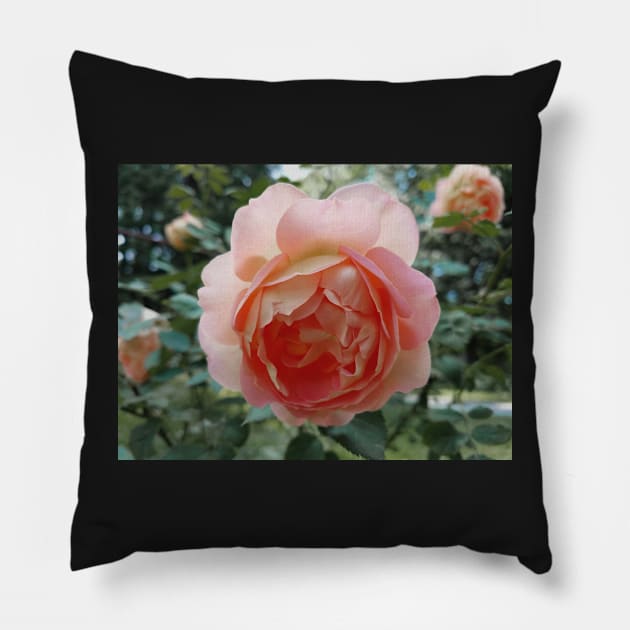 rose in the garden Pillow by lovefromsirius