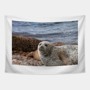 A common seal at Portgordon Scotland - 3 Tapestry