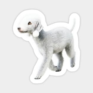 Bedlington Terrier Magnet