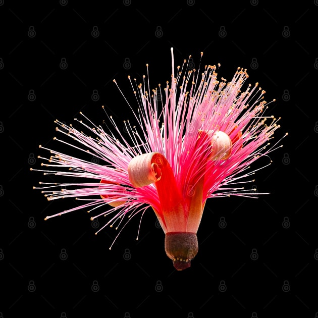 Single Shaving brush flower by dalyndigaital2@gmail.com