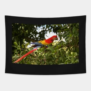 Scarlet Macaw Tapestry