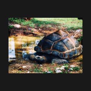 Tortoise Relaxation Time T-Shirt