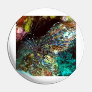 Lion Fish on the Reef Pin