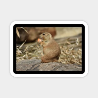 Prairie Dog Magnet