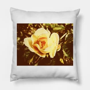Faded Rose Pillow