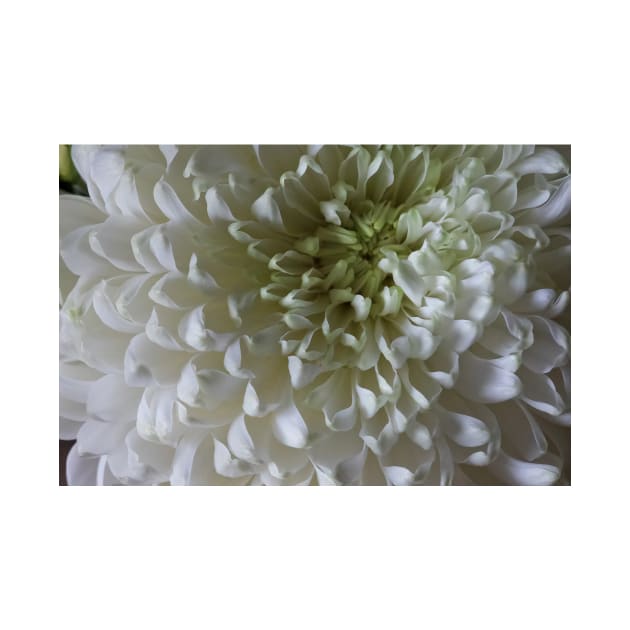 Classic Chrysanthemum by Violaman